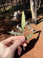 Angophora melanoxylon, photograph (c) Thomas Mesaglio, some rights reserved (CC BY)