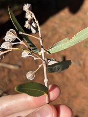 Angophora melanoxylon, photograph (c) Thomas Mesaglio, some rights reserved (CC BY)