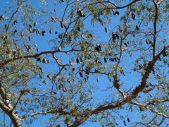 Libidibia paraguariensis