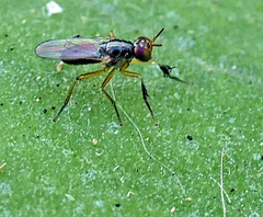 Anaphalantus longicornis