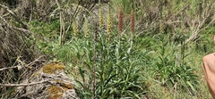 Digitalis parviflora, photograph (c) Jens-Christian Svenning, some rights reserved (CC BY)