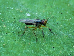 Anaphalantus longicornis