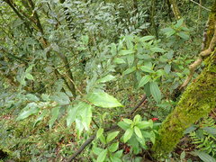 Castanopsis carlesii