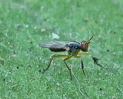 Anaphalantus longicornis