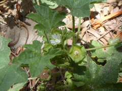 Malva parviflora