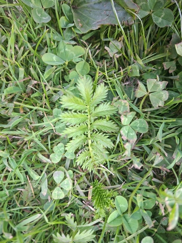 common silverweed