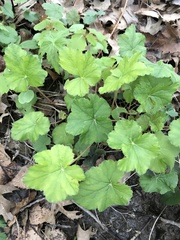 Heuchera puberula