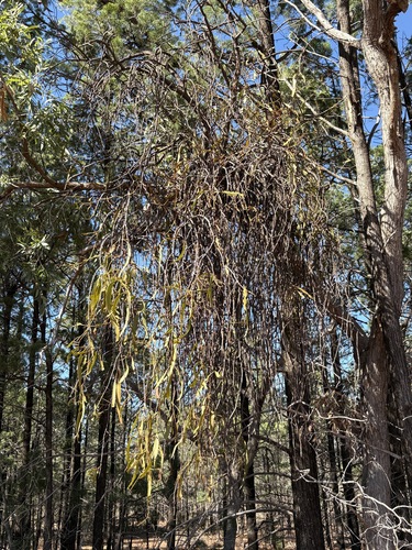 Amyema bifurcata, photograph 5