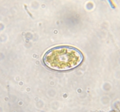 Cocconeis