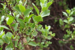 Muehlenbeckia hastulata