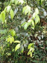 Cinnamomum subavenium