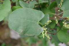 Muehlenbeckia tamnifolia