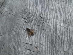 Helophilus lapponicus