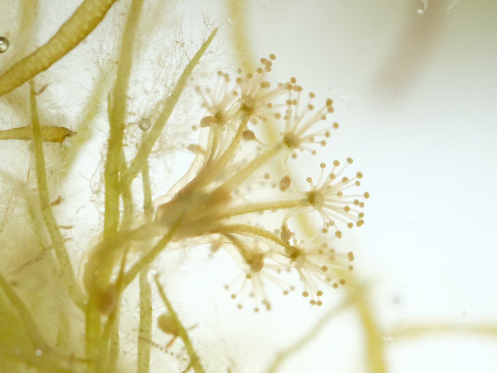 octaradiate stalked jellyfish
