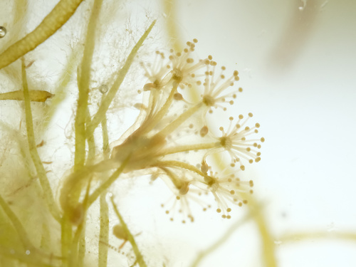 octaradiate stalked jellyfish