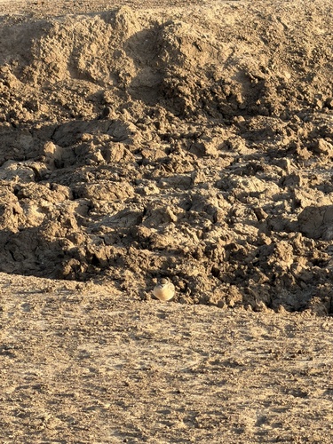 iNaturalist image