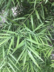 Afrocarpus gracilior