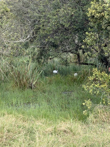 iNaturalist image