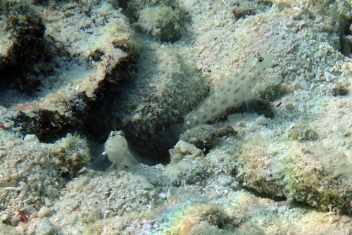 Ctenogobiops mitodes observed 2026-07-13