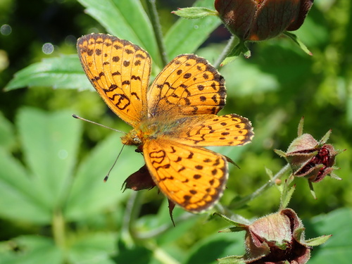 Lesser Marbled Fritillary