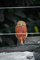 Glaucidium peruanum