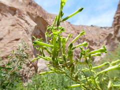 Nicotiana paniculata