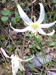 Erythronium citrinum