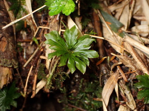 Rhodobryum giganteum observed 2026-07-14