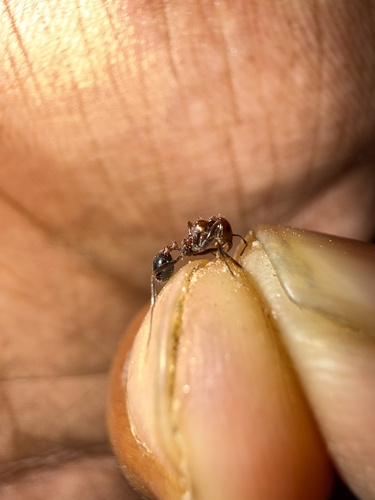 Messor instabilis