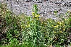 Oenothera peruana