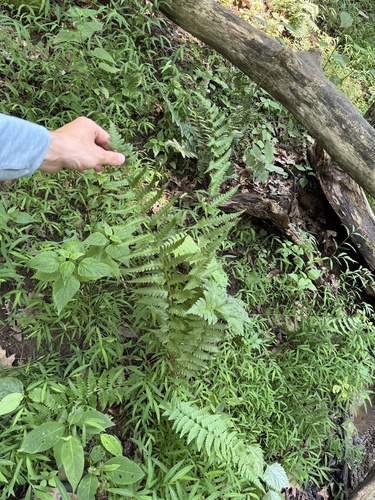 Dryopteris clintoniana, photograph 5
