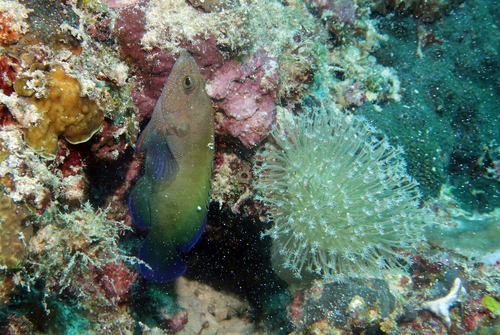 Blue-finned rock cod (Cephalopholis microprion) — Serranidae — 5