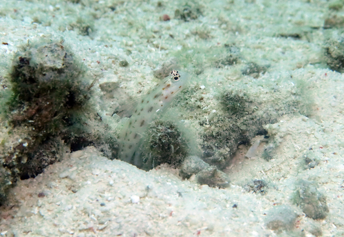 Ctenogobiops mitodes observed 2026-07-14