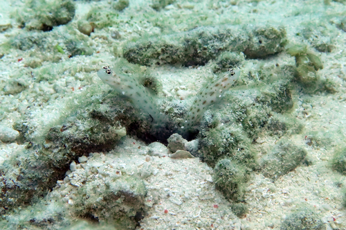 Ctenogobiops mitodes observed 2026-07-14