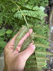 Dryopteris clintoniana, photograph (c) Noah Yawn, some rights reserved (CC BY)