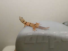 Sphaerodactylus