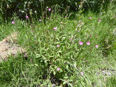 Oenothera rosea