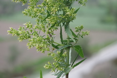 Ophryosporus peruvianus