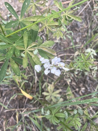 Lupinus arbustus observed 2026-07-13