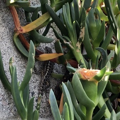 Sceloporus occidentalis