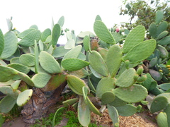 Opuntia ficus-indica