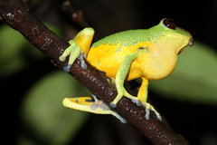 Silent Valley Bush Frog photo 2