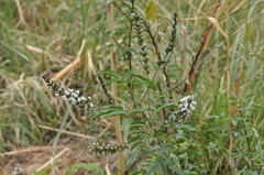 Otholobium pubescens