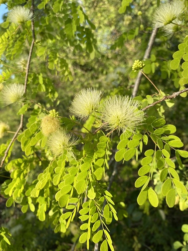 Lysiloma sabicu