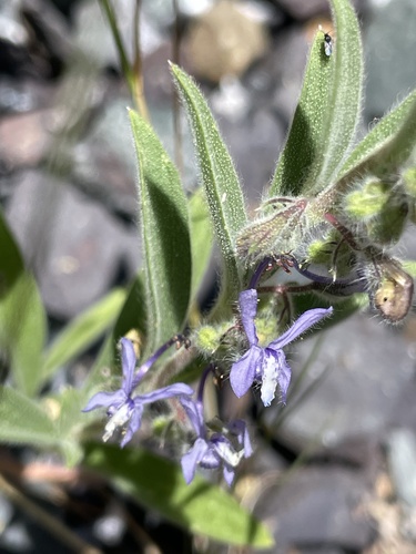 iNaturalist observation photo of bluecurls