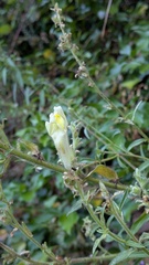 Antirrhinum braun-blanquetii, photograph (c) frangp, some rights reserved (CC BY)