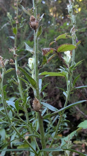 Antirrhinum braun-blanquetii, photograph 5