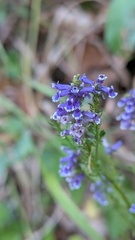 Anarrhinum bellidifolium, photograph (c) frangp, some rights reserved (CC BY)