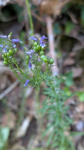Anarrhinum bellidifolium, photograph 6
