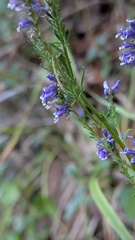 Anarrhinum bellidifolium, photograph (c) frangp, some rights reserved (CC BY)